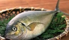 网红吃八瓜鱼,惊险刺激的味蕾冒险之旅